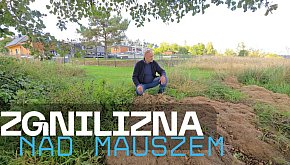 Zielona ZGNILIZNA nad jeziorem Mausz