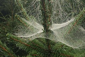 Kupujesz żywą choinkę na święta? Ten szczegół łatwo przeoczyć-22399