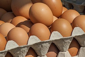 Salmonella wykryta w jajach! GIS wydał pilne ostrzeżenie-22444
