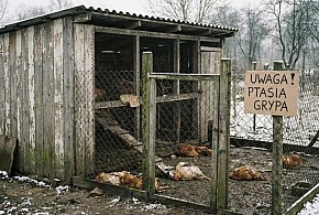 ALARM w Suchorzu! Pierwsze w powiecie ognisko ptasiej grypy-22755