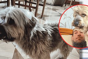 WRÓĆ PRZYJACIELU! Piotr Szulist poszukuje ukochanego psa