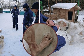 Lodowe PIEKŁO na metrowym łańcuchu. Interwencja w gminie Tuchomie