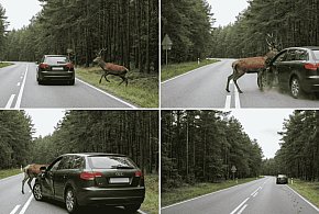 Weekend na drogach: uciekający jeleń, promile i stłuczki