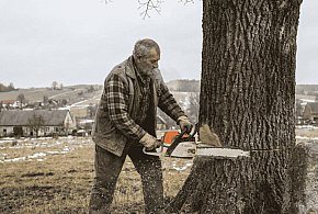 Niebezpieczna wycinka w Nakli. Akcja służb i policyjne dochodzenie