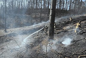 Pożar lasu w pobliżu Kotuszewa. Spłonęło pół hektara poszycia