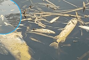 Śnięte ryby po kontroli na jeziorze w Bochowie. Sołtys wskazuje przyczynę