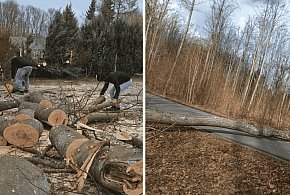 Wietrzny poniedziałek wielkanocny. Drzewa tarasowały drogi, wiatr zrywał dachy