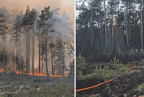 Wielki pożar lasu pod Sylcznem. Płonęło 7 hektarów, w akcji 24 zastępy