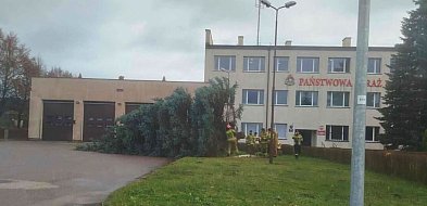 WYCINKA świerka przy komendzie PSP. Czytelnik ALARMUJE, komendant wyjaśnia-21957