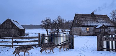 WILCZY PROBLEM. Radni domagają się odstrzału