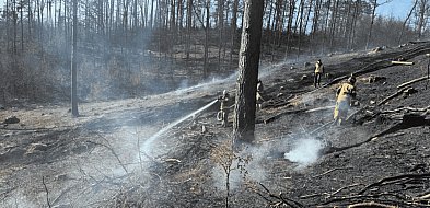 Pożar lasu w pobliżu Kotuszewa. Spłonęło pół hektara poszycia