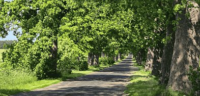 Aleja Kołczygłowy – Poborowo wpisana do rejestru zabytków. Ekolodzy WYGRALI