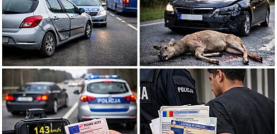 KRONIKA POLICYJNA. Kolizje, sarna na drodze i kierowca bez uprawnień