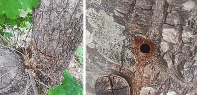 Potencjalny MORDERCA PODCIĄŁ DRZEWA w Trzebielinie. Przy placu zabaw!