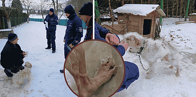 Lodowe PIEKŁO na metrowym łańcuchu. Interwencja w gminie Tuchomie