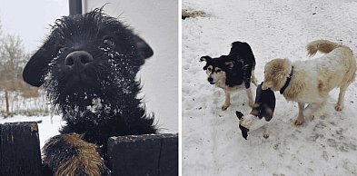 OCENA WZOROWA: Lokalne azyle zdają egzamin z opieki nad zwierzętami