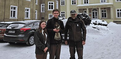 Niespodziewany gość w wolierze. Myszołów z Borowego Młyna wraca do sił