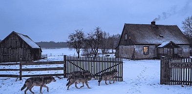 WILCZY PROBLEM. Radni domagają się odstrzału