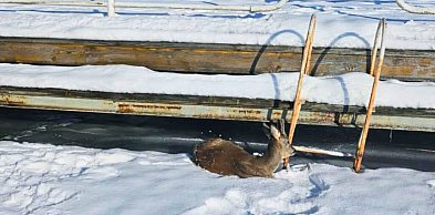 Nietypowa AKCJA ratunkowa na zamarzniętym jeziorze. Sarna URATOWANA