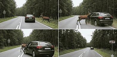 Weekend na drogach: uciekający jeleń, promile i stłuczki