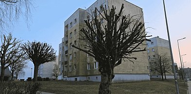 Drzewa zamienione w kikuty? Mieszkańcy oburzeni po przycince na ul. Zwycięstwa