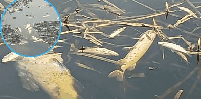 Śnięte ryby po kontroli na jeziorze w Bochowie. Sołtys wskazuje przyczynę
