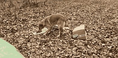 Porzucili psa w lesie. Zwierzę czekało przy kartonie