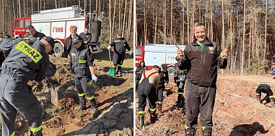 Zielona misja strażaków. Ochotnicy wspólnie sadzili las w Nadleśnictwie Łupawa