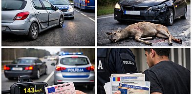 KRONIKA POLICYJNA. Kolizje, sarna na drodze i kierowca bez uprawnień