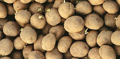 Tobołki polne w ziemniakach – cichy konkurent plonu.