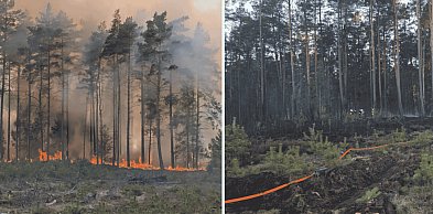 Wielki pożar lasu pod Sylcznem. Płonęło 7 hektarów, w akcji 24 zastępy