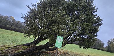 Jałowiec z Kiedrowic został pomnikiem przyrody-21748