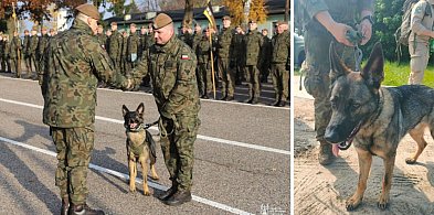 Riko awansował! Pies z Pomorskiej Brygady OT został „starszym psem”-21892