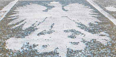 Parchowski leśny ORZEŁ zimowy, a więc w końcu BIAŁY. Nagrali FILM