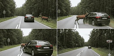 Weekend na drogach: uciekający jeleń, promile i stłuczki