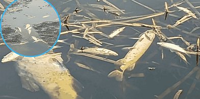 Śnięte ryby po kontroli na jeziorze w Bochowie. Sołtys wskazuje przyczynę