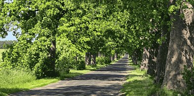 Aleja Kołczygłowy – Poborowo wpisana do rejestru zabytków. Ekolodzy WYGRALI