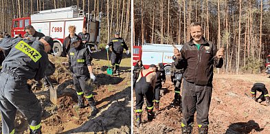 Zielona misja strażaków. Ochotnicy wspólnie sadzili las w Nadleśnictwie Łupawa