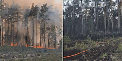 Wielki pożar lasu pod Sylcznem. Płonęło 7 hektarów, w akcji 24 zastępy