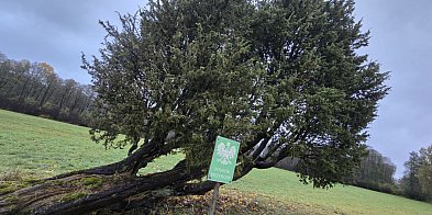 Jałowiec z Kiedrowic został pomnikiem przyrody-21748