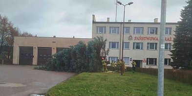 WYCINKA świerka przy komendzie PSP. Czytelnik ALARMUJE-21957
