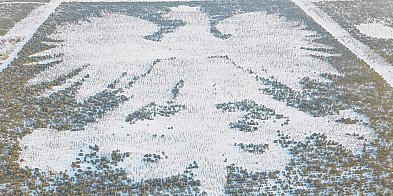 Parchowski leśny ORZEŁ zimowy, a więc w końcu BIAŁY