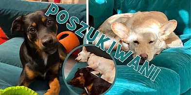 Gdzie podziały się Bułka i Felka? NAGRODA 1000 zł