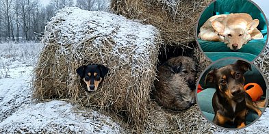 Dramat z NAJPIĘKNIEJSZYM zakończeniem. Zaginione psy