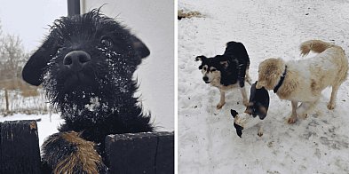 OCENA WZOROWA: Lokalne azyle zdają egzamin z opieki