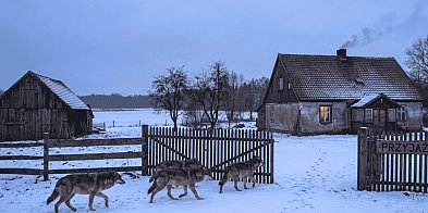 WILCZY PROBLEM. Radni domagają się odstrzału