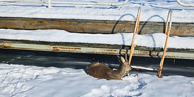 Nietypowa AKCJA ratunkowa na zamarzniętym jeziorze