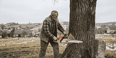 Niebezpieczna wycinka w Nakli. Akcja służb