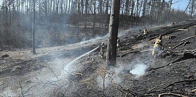 Pożar lasu w pobliżu Kotuszewa. Spłonęło pół hektara