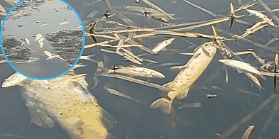 Śnięte ryby po kontroli na jeziorze w Bochowie